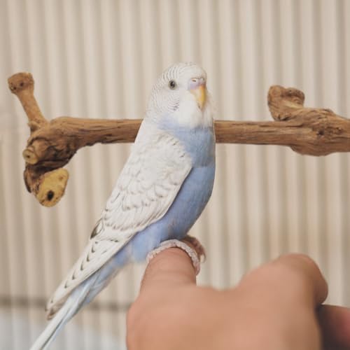 Image of 4 Pcs Natural Wood Bird Perch for Cage Parrot Stand, 2 Grape Wood Perches, A Stand Fork Standing Branch, A Paw Grinding Fork, Training Branches & Fork Toys for Parakeets, Budgies, Finches