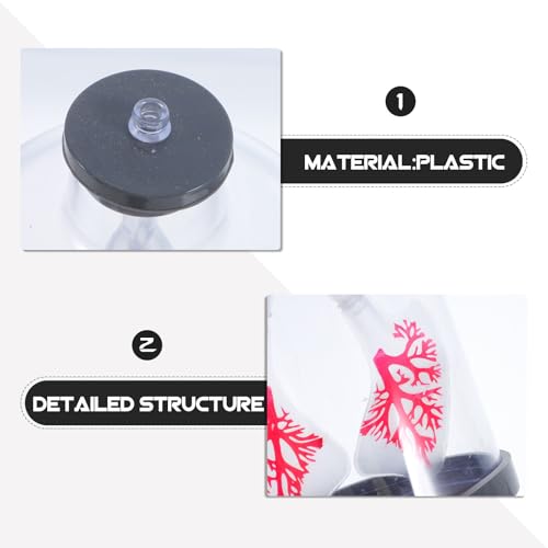 Modèle de respiration pulmonaire STOBAZA en plastique réglable pour collège