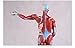 Teaching Model Tools,Whole Body Muscle Anatomy with Internal Organs Model Human Muscle Model 80Cm Simulated Anatomical Model of Musculoskeletal Tissue 27 Parts of Organs Can Be Dis