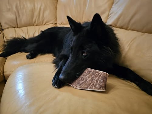 Artisan Gift Co - Damhirschgeweih Kauknochen für Welpen und Große Hunde, Gesamtnettogewicht 200gr+