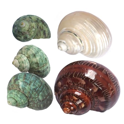 Image of 5pcs Hermit Crab Shells, M Size Opening 0.7-1.4 inch, Natural Sea Conch, Turbo Seashells for Hermit Crab Supplies and Beach Decoration Large Sea Shell (5pcs M) | Conch for Hermit Crab Supplies and Beach Decoration Large Sea Shell (5pcs M)