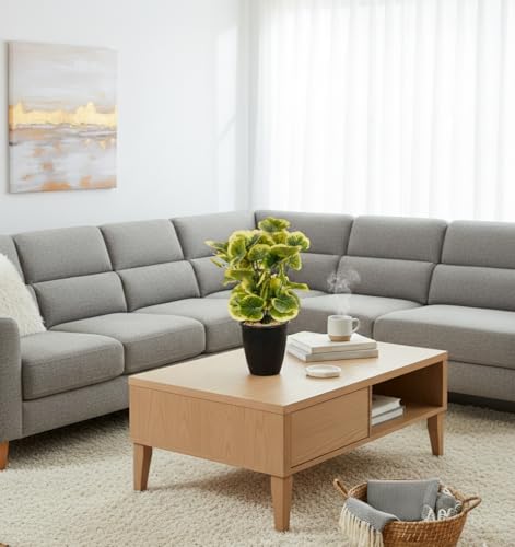 Image of Foliyaj Artificial Poliscias Plant with Black Pot |Plants for Home Decor| Indoor Plants for Living Room