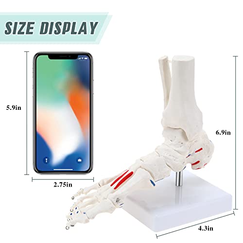 Image of RONTEN Life Size Flexible Foot Skeleton with Ankle Joint Model, Medical Anatomy Foot Skeleton Model Muscle Origins and insertions are Color-Coded(Right)