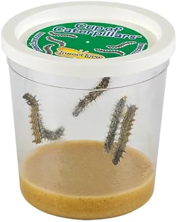 Insect Lore Cup of Caterpillars Basic – 5 Live Painted Lady Caterpillars with Food – Refill Kit for Butterfly Garden Habitat – STEM Science Activity for Kids & Classrooms