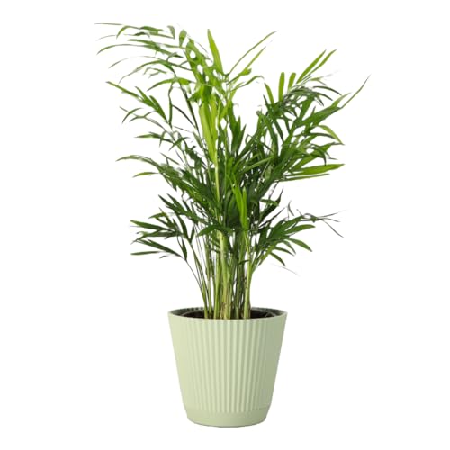 Thorsens Greenhouse Parlor Palm Plant Live Indoor Plant Neanthe Bella Palm Natural Air Purifier Easy to Grow Pet Safe Plant 4-inch Diameter Pot (Sage)
