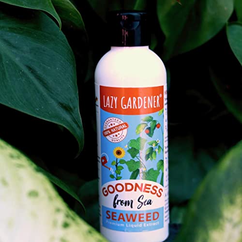 Image of Lazy Gardener Organic Seaweed Liquid Fertilizer Rapidgreen Bliss for Indoor Plants & Outdoor Plants, Flowering & Fruiting Promotes Plant Growth (200 Ml)