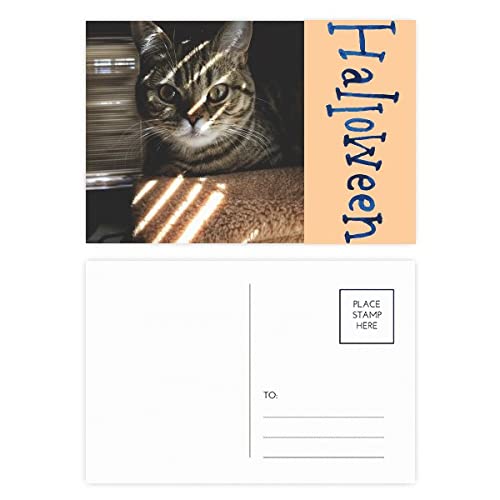 Cartes postales d'Halloween en raie de chat : lot de 20 invitations originales pour votre fête