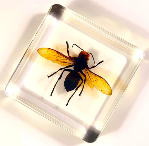 Image of 2.9 inch Real Asian Giant Hornet w /Open Wings in Square Crystal Clear Lucite Resin Specimen Preserved Taxidermy Collection for Biology Science Education Desk Ornament Display Supplies Paperweight