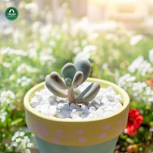 Image of TrustBasket White Pebble Decorative Stones Marble Chips [2 Kg] for Aquarium Garden Indoor & Outdoor Decoration Pebble Stone White