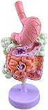 Modelo del Sistema digestivo Humano Anatomía anatómica del estómago de tamaño Natural Intestino Grueso, Ciego, Recto, duodeno Modelo de órganos...
