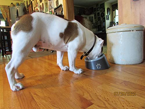 Thirstalert Smart Pet Water Bowl 3 Led Lights Warn You When The Pet Water Bowl Has Reached 80% Empty. For Dogs & Cats [Thirst Alert] #TOP3
