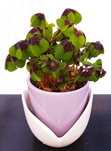 trébol de la suerte en maceta de cerámica tulipano, oxalis, planta auténtica Cover