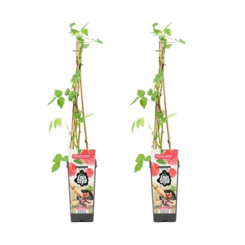 Bloomique - 2x Rubus Idaeus 'Héritage' - Framboos Plant - Fruitplanten - Tuinplanten - Winterhard - ⌀14 cm - Hoogte 60-70cm