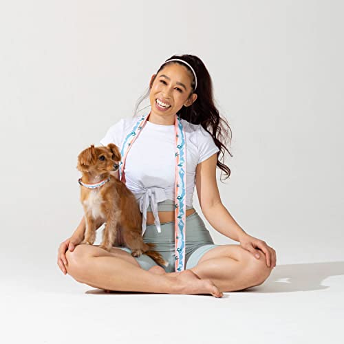 Blueberry Style × Jackelyn Ho Variety Magic Box in Mountain Climbing Fun - Soft Small Dog Collar, High Density 6 ft Yoga Stretch Strap and Skinny Elastic Headbands for Pet Lover