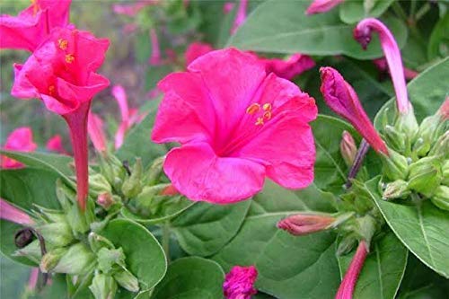 Relia Shield Gulabas/Mirabilis Pink 4’O Clock Live Plant with Pot (B08HXRLPLL) Amazon Price History, Amazon Price Tracker