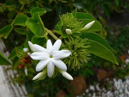 Image of Live Chameli Bel Plant with Pot | Fragrant Jasmine Climbing Vine | Outdoor Flowering Creeper Plant for Home Garden Balcony Terrace