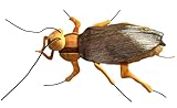 GIANTmicrobes Cockroach Plush - Learn About This Common Crawler with This Cuddly Plush, Unique Gift for Friends, Family, Educators, Students, and Insect Fans