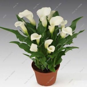 Amazon Co Jp 100pcsカーラリリーの種 珍しい植物の花 ルーム花根茎オランダカイウ属aethiopica 盆栽観葉植物ホームガーデンpalnt 24 Diy 工具 ガーデン