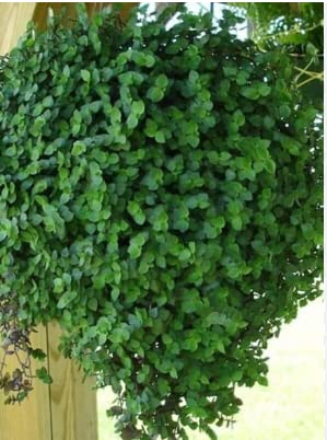 Nandhanam Bolivian jew Plant Live (Green), Hanging Plants Live, Creeping Inch Plant, Bolivian Turtle Vine, Creeping Basket Plant, Chain Plant (20 strings each healthy live plants) (B0C5468TD8) Amazon Price History, Amazon Price Tracker