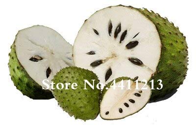 Generic Fresh 10Pcs Soursop Fruit Seed for Planting Green 4