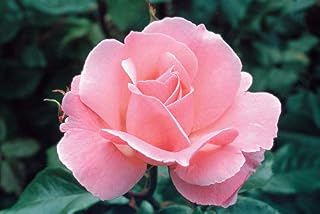 Pink David Austin rose flower seeds