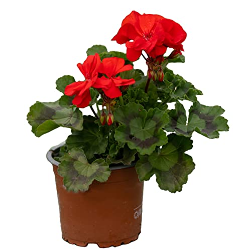 stehende Geranie (Pelargonium zonale) Sorte: Friesia leuchtend rot blühend kräftige Pflanze je im 12cm Topf (6 Pflanzen im Set)
