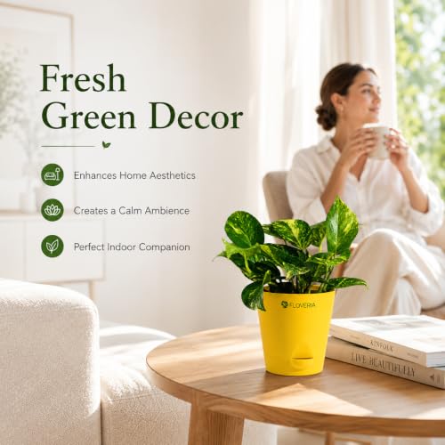 Image of Money Plant Indoor Live Plant with Pot | Low Maintenance Live Plants Indoor | Air Purifying Real Plant for Home, Office & Bathroom | Home Decor Plant | Self Watering Indoor Plant