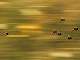  Fliegenjagd