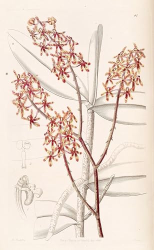 Art Murale Impression Moderne Fleur Renanthera Matutina Poster