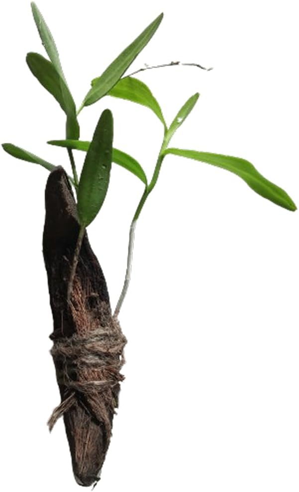 Pigeon Orchid White Live Rooted Plant || Easy to Grow Healthy Plants for Sale from Kochechi Garden