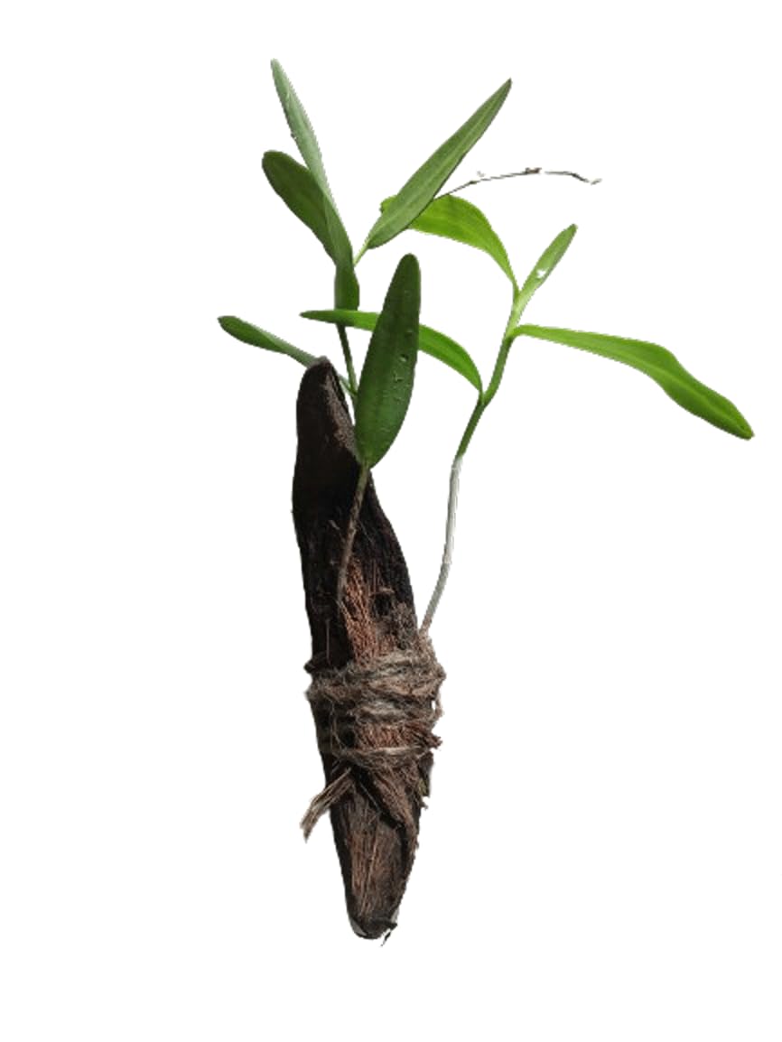 Pigeon Orchid White Live Rooted Plant || Easy to Grow Healthy Plants for Sale from Kochechi Garden