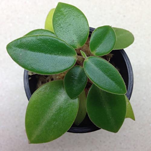 Creative Farmer Gardening Plant Peperomia Orba 10 Cm Pot Indoor Plants for Hanging Pots (Gardening Healthy Live Plant)