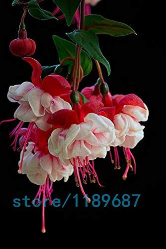6: 200 Teile/beutel Fuchsia Samen, Fuchsia Blumen, Laterne Blume, Begonie Blumensamen, Bonsai Blumensamen, Pflanze Für Hausgarten : Package Contain Seeds Only