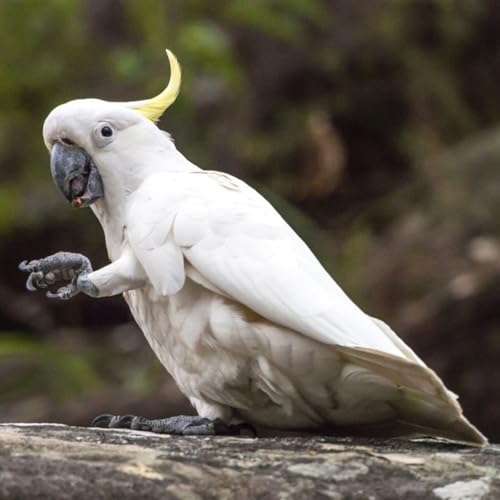 Left Foot or Right? Handedness in Birds Podcast Por  arte de portada