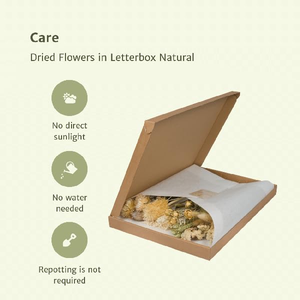 Fleurs séchées dans une boîte aux lettres - Naturel - Bouquet de fleurs séchées - Beige, blanc et rose - Durable et sans entretien - Idée cadeau - 25-30 cm - Décoration pour la maison
