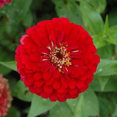 Zinnia Red (Summer) Flower Seeds (B07DY48SLW) Amazon Price History, Amazon Price Tracker