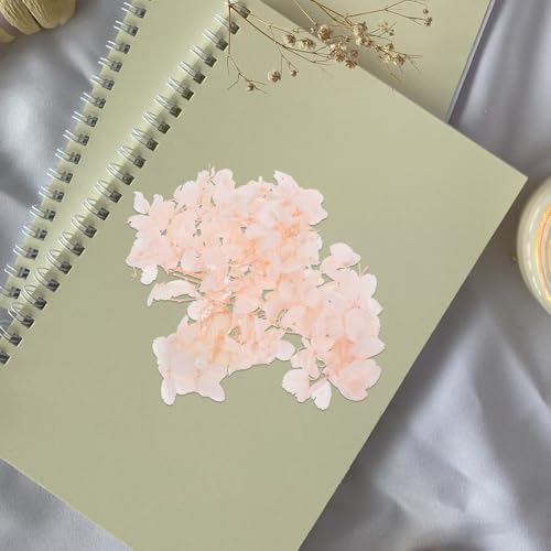 Set de flores secas prensadas para manualidades y decoración miniatura 5