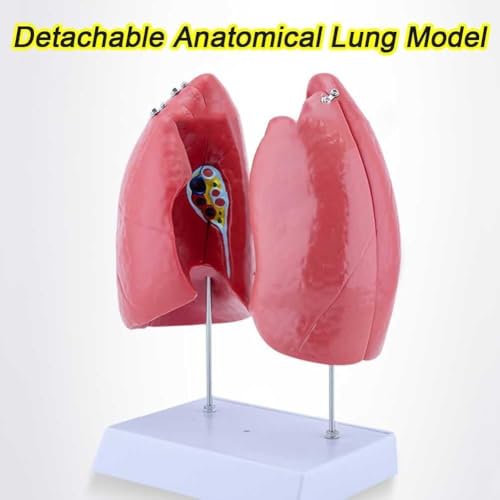 Modèle de poumon anatomique 4 pièces AMITD éducatif - 3