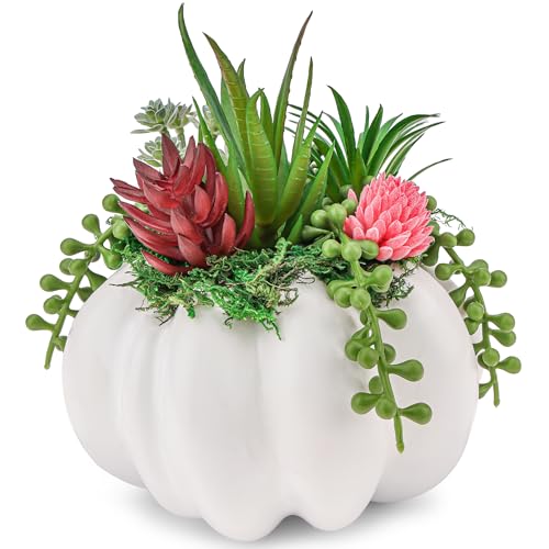 Pumpkin with Succulent Plants for Autumn Thanksgiving