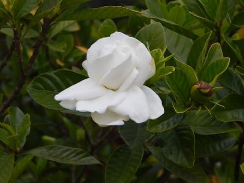 Image of Live Gandharaj Flower Plant | Cape Jasmine Live Plant with Pot | Gardenia jasminoides White Flowering Plant for Home Garden & Balcony