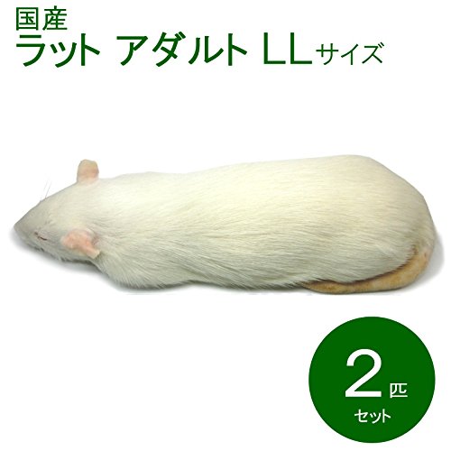 h アダルトマウスLL + ラットM 冷凍マウス アダルトLL10匹 国産 SAfarm | 冷凍マウス,アダルト