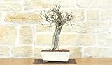  Bonsai di Melograno (142)