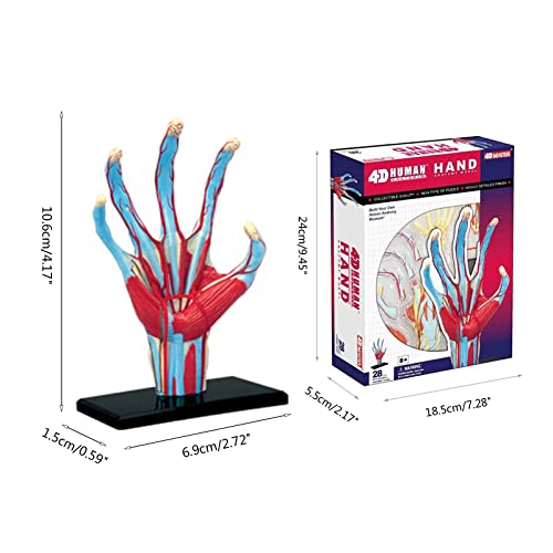 Squelette main humaine 4D complet pour visualiser vaisseaux et nerfs