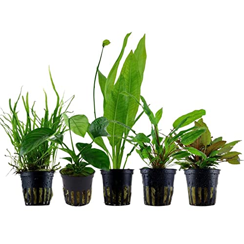 Aquarium Pflanzen Set 240 Liter