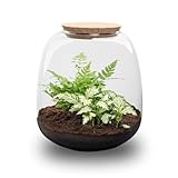 Exotenherz Flaschengarten "Kleine Emma" - DIY-Pflanzenterrarium - 20cm hoch - mit Fittonia White Tiger