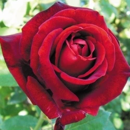 バラ苗 四季咲き大輪 イングリッドバーグマン 1株 / 国華園 25年秋商品のサムネイル