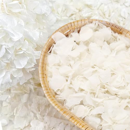 1500pcs Real Dried Ivory White Hydrangea Flower...