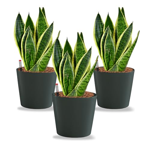Sansevieria Bogenhanf - pflegeleichte Zimmerpflanzen - Sukkulenten frisch aus der Gärtnerei - Hydrokultur Set Büro - Höhe ca. 30 cm - in Töpfen Anthrazit Ø 16 cm - inkl. Blähton & Dünger - Green Me Up