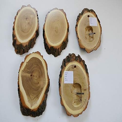 GTK Krumholz Trophäenschilder Akazie – 5 Stück Rehgeweih-Platten Mit Kieferfach, Ca. 25–27 Cm GTK Krumholz Trophäenschilder Akazie – 5 Stück Rehgeweih-Platten Mit Kieferfach, Ca. 25–27 Cm