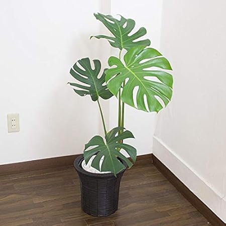 Amazon モンステラ 高さ75cm 95cm 白陶器鉢 黒鉢カバー 生花 観葉植物 観葉植物 オンライン通販